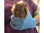 Adopt QUEST a Red Guinea Pig (long coat) small animal in Tucson, AZ (41324432)