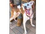 Adopt Teddy *FOSTER NEEDED TOO! a White - with Brown or Chocolate Hound (Unknown