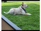 Adopt Chase a White - with Red, Golden, Orange or Chestnut Australian Cattle Dog