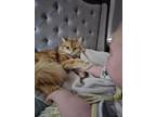Adopt Bella a Orange or Red Tabby Domestic Longhair / Mixed (medium coat) cat in