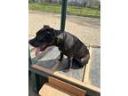 Adopt Coco a Black American Pit Bull Terrier / Mixed dog in South Euclid