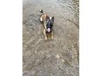 Adopt Max a Tan/Yellow/Fawn Belgian Malinois / Mixed dog in Fort Benning