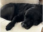 Adopt Yukon a Black Labrador Retriever / Mixed dog in Cochranville