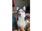 Adopt Percy a Black - with White Husky / Mixed dog in Kansas City, MO (41324273)