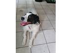 Adopt Oreo a White - with Black Great Pyrenees / Mixed dog in Fort Worth