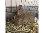 Adopt Clover a Chocolate American / American / Mixed rabbit in Reisterstown