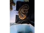 Adopt Pauly - Kitchener a Snake / Mixed reptile, amphibian
