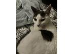 Adopt Lulu a White American Shorthair / Mixed (medium coat) cat in Newark