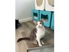 Adopt Corbin a Domestic Shorthair / Mixed cat in Poughkeepsie, NY (41049405)