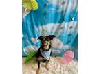 Adopt Patula a Terrier (Unknown Type, Small) / Mixed dog in Poughkeepsie