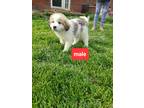 Adopt 5 great Pyrenees a White - with Gray or Silver Great Pyrenees / Mixed dog