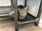 Adopt Moose a Domestic Shorthair / Mixed cat in Poughkeepsie, NY (41215857)