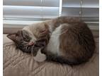 Adopt Mochi a Cream or Ivory (Mostly) Snowshoe / Mixed (short coat) cat in
