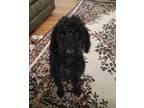 Adopt Milo a Black Poodle (Miniature) / Mixed dog in Cincinnati, OH (41273720)