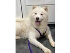 Adopt Echo a Tan/Yellow/Fawn - with White Husky / Mixed dog in Fairmont