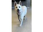 Adopt Harold a White Shepherd (Unknown Type) / Mixed dog in Windsor