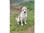 Adopt Lane a Tan/Yellow/Fawn - with White American Pit Bull Terrier / Mixed dog