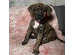 Adopt Marie a Brown/Chocolate American Pit Bull Terrier / Mixed dog in New