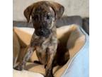Adopt Donnie a Brindle American Pit Bull Terrier / Mixed dog in New Orleans