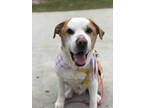Adopt Gumbi- IN FOSTER a White Mixed Breed (Large) / Mixed dog in Chamblee