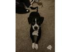 Adopt Spooky a Black - with White Terrier (Unknown Type, Medium) / Mixed dog in