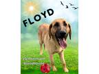 Adopt Floyd a Bloodhound / Mixed dog in Nicholasville, KY (41323549)