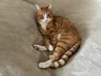 Adopt Sparky a Orange or Red Tabby American Shorthair / Mixed (short coat) cat