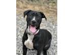 Adopt Indiana a Black - with White Labrador Retriever / Mixed dog in Fairmont