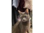 Adopt Love a Gray or Blue Domestic Shorthair / Mixed (short coat) cat in