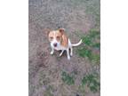 Adopt Rocky a Tan/Yellow/Fawn - with White Mutt / Mixed dog in Hiddenite