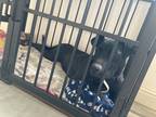 Adopt Jackie a Black Labrador Retriever / American Pit Bull Terrier / Mixed dog