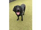 Adopt Zeus a Black Labrador Retriever / Mixed dog in Hutchinson, KS (41323939)