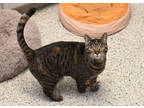 Adopt Kiki a Brown Tabby Domestic Shorthair / Mixed Breed (Medium) / Mixed