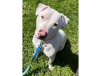 Adopt Barley a White Bull Terrier / Mixed dog in Indianapolis, IN (33058454)