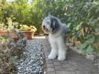 Adopt Muka a Gray/Blue/Silver/Salt & Pepper Shepherd (Unknown Type) / Mixed dog