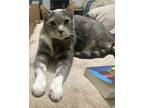 Adopt Tokyo (Q-Tip) a Gray, Blue or Silver Tabby Tabby / Mixed (medium coat) cat