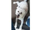 Adopt Bruno a White Maltipoo / Mixed dog in Georgetown, TX (41323772)