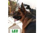 Adopt Leo a Black - with Tan, Yellow or Fawn German Shepherd Dog / Mixed dog in