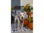 Adopt Stella a White Jack Russell Terrier / Parson Russell Terrier / Mixed dog