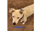 Adopt Casper a White - with Black Mixed Breed (Medium) / Mixed dog in Calexico