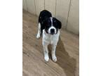 Adopt Pepper a White - with Black Collie / Mixed dog in Pilot Point