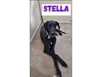 Adopt Stella a Black - with White Great Dane / Mixed dog in Norco, CA (41323765)