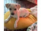 Adopt Bear a White Dachshund / Miniature Pinscher / Mixed dog in Norco