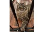 Adopt Opie a Tiger Striped Domestic Longhair / Mixed (long coat) cat in