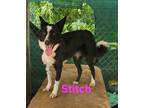 Adopt Stitch a Black - with White Border Collie / Mixed dog in Calexico