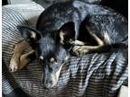 Adopt Henry a Gray/Blue/Silver/Salt & Pepper Australian Shepherd / Mixed dog in
