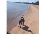 Adopt Holly a Black Labrador Retriever / Mixed dog in Bayfield, WI (41323710)