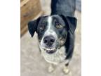 Adopt Ruger a Black Mixed Breed (Large) / Mixed dog in Millersburg