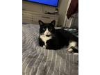 Adopt BabyFace a Black & White or Tuxedo American Shorthair / Mixed (short coat)