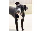 Adopt Spot a Black - with White American Pit Bull Terrier / Mixed dog in Elgin